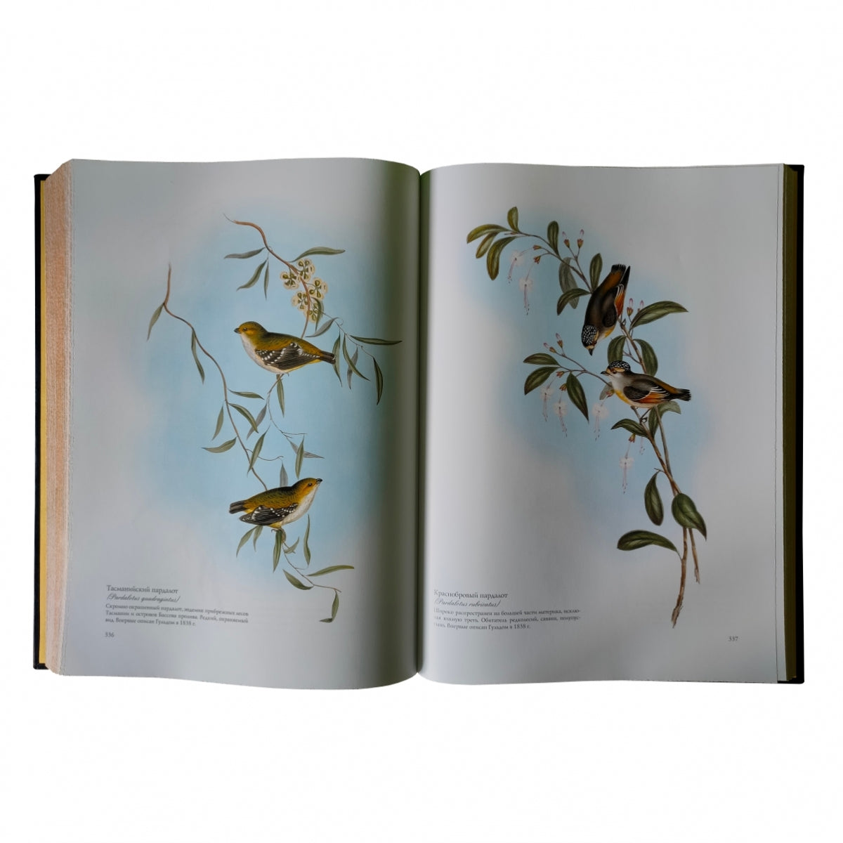 Птицы Австралии