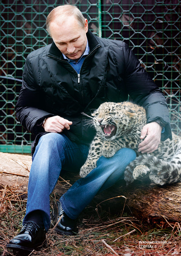 Постер. Президент Путин В.В. С котёнком Дальневосточного леопарда. Формат А4.