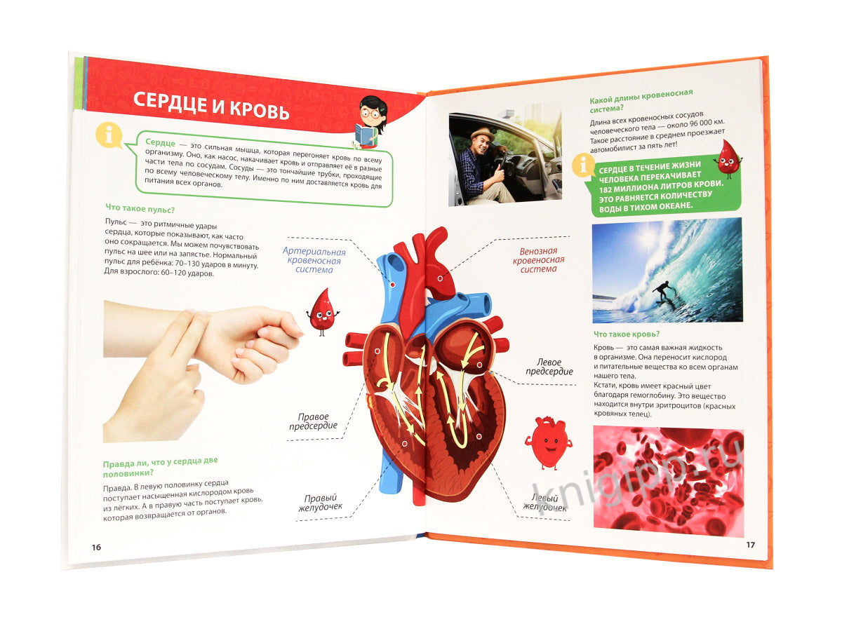 ПЕРВАЯ ДЕТСКАЯ ЭНЦИКЛОПЕДИЯ. ВСЁ О ТЕЛЕ ЧЕЛОВЕКА МАЛЫШАМ