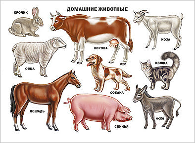 ПЛАКАТ. ДОМАШНИЕ ЖИВОТНЫЕ