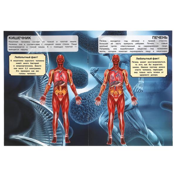 Тело человека. Активити с многоразовыми наклейками. 210х285мм. 8 стр. + 50 наклеек. Умка в кор.50шт