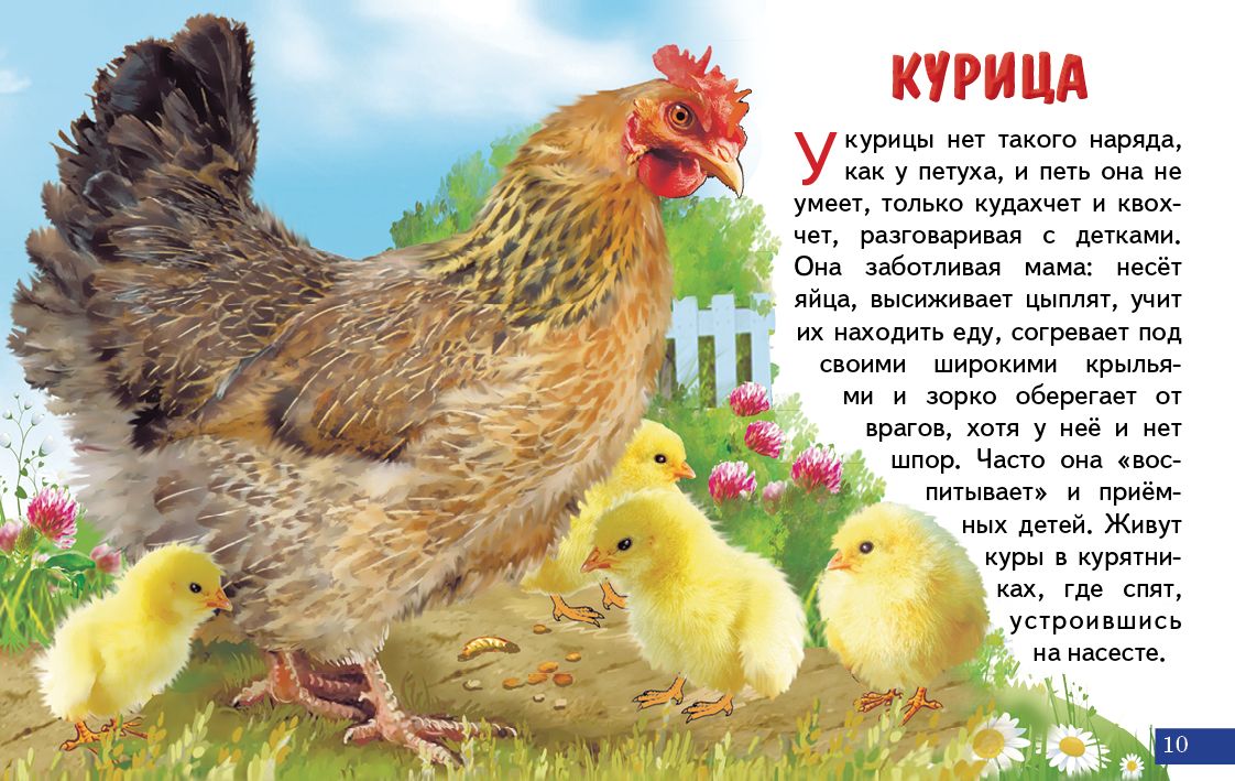 Карточки. Домашние птицы ; Карточки. Домашние птицы