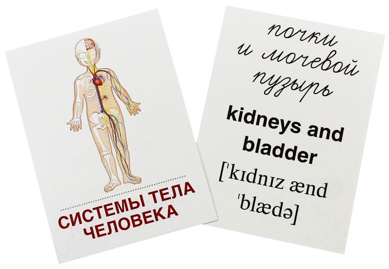 Дем. картинки СУПЕР Тело человека. 16 раздаточных карточек с текстом на обороте (учебно-методическое пособие с комплектом демонстрационного материала 63х87 мм, познавательное и речевое развитие)