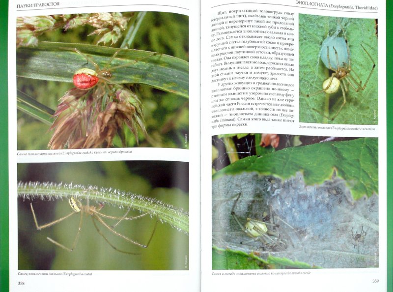 Пауки средней полосы России. Атлас-определитель с обзором биологии. 2-е изд., испр.и доп