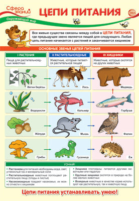 ПО-13974 Плакат А3. Окружающий мир в начальной школе. Цепи питания