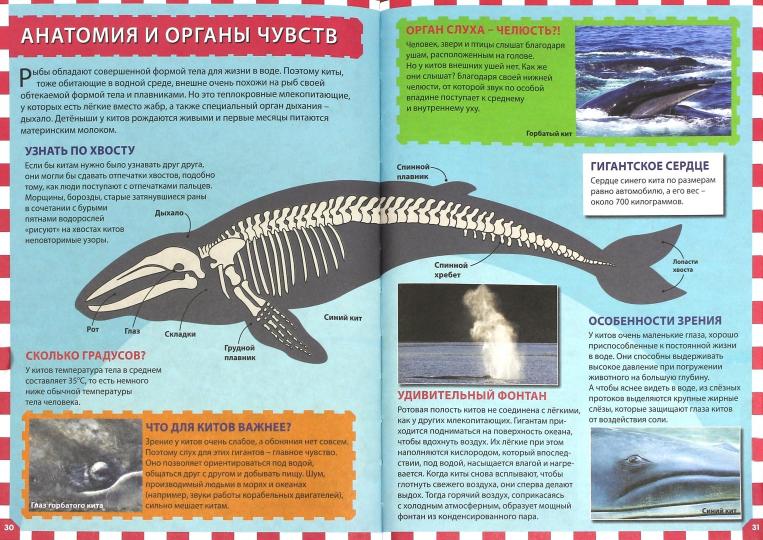 Акулы, киты и дельфины. Популярная детская энциклопедия.