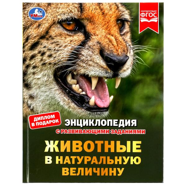 Животные в натуральную величину. Энциклопедия с развивающими заданиями. 48 стр. Умка в кор.15шт