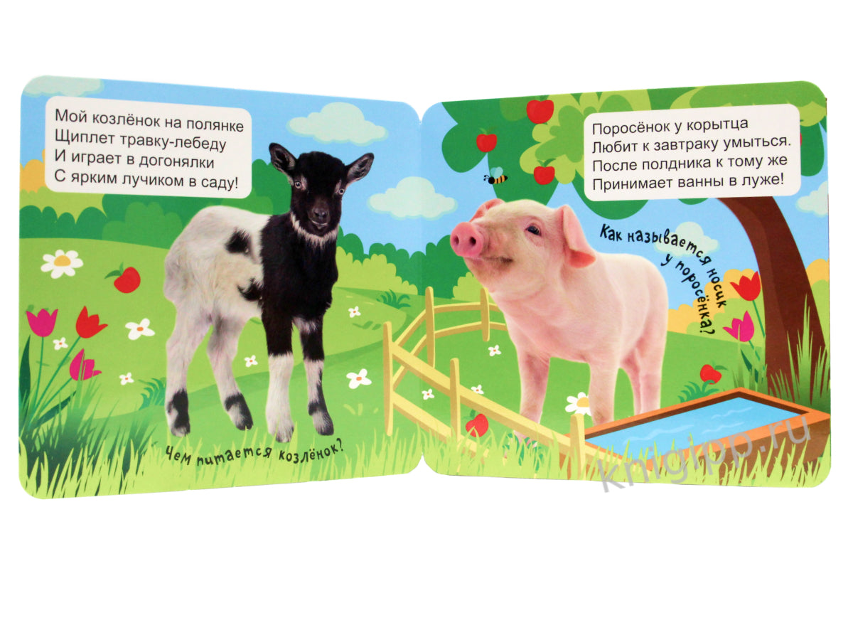 КНИЖКА-ГАРМОШКА. ДОМАШНИЕ ЖИВОТНЫЕ