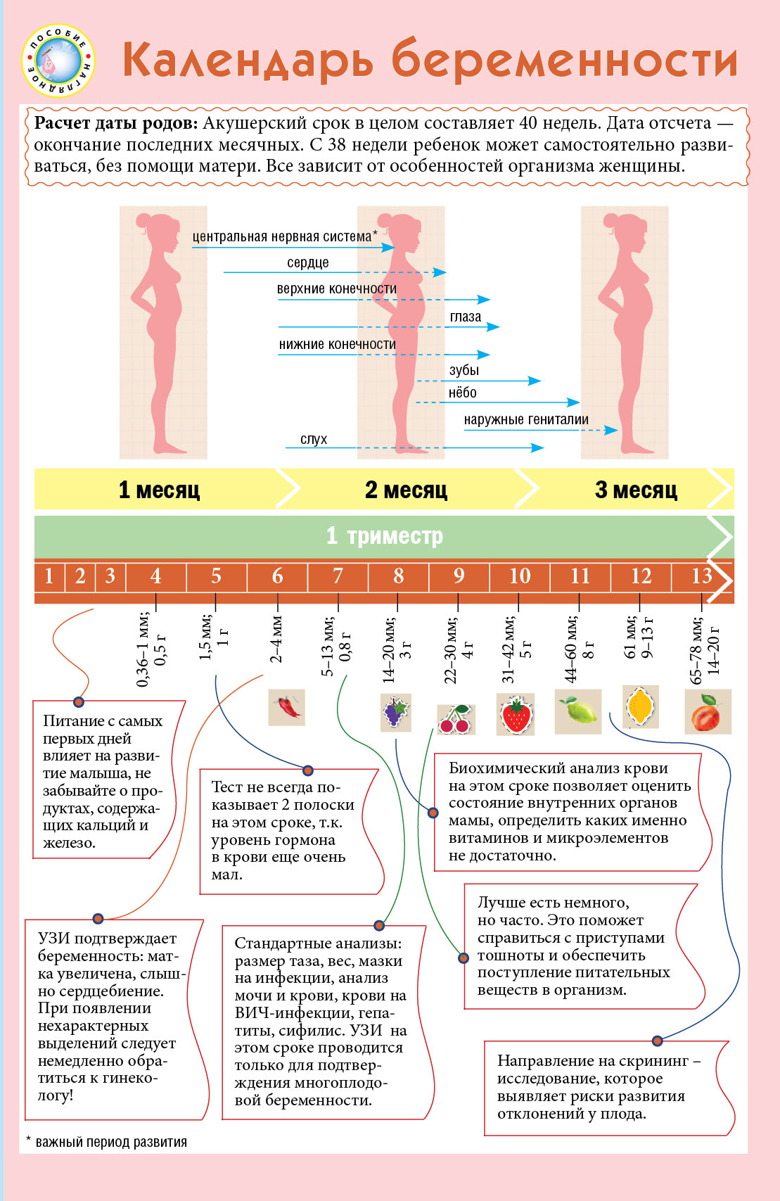 Календарь беременности