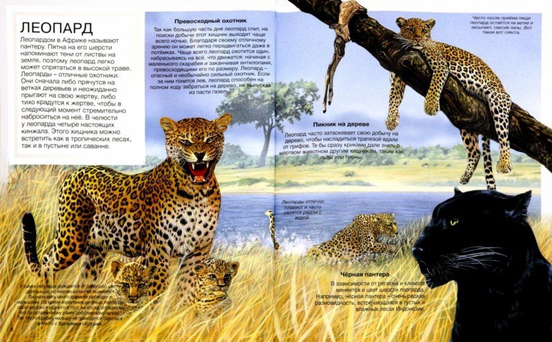 Хищники. Детская энциклопедия