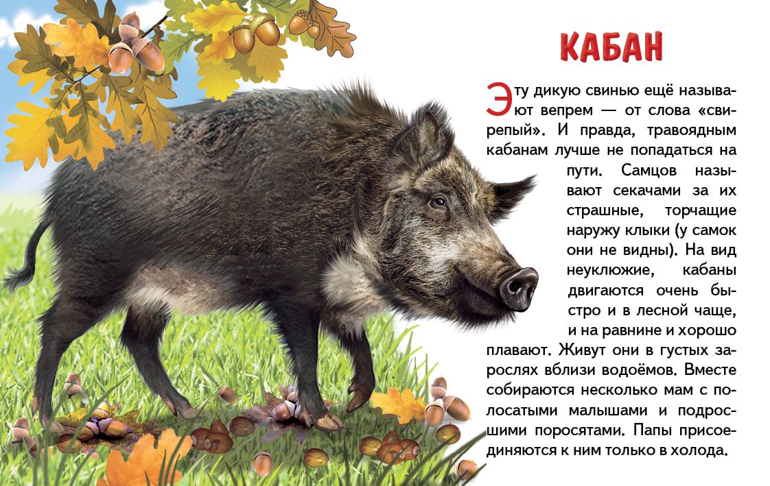 Карточки (европодвес). Животные России ; Карточки (европодвес). Животные России