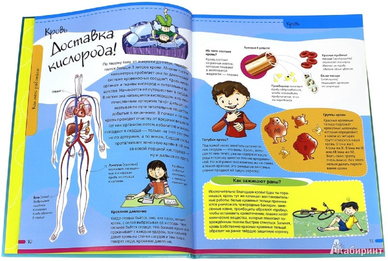 Тело человека. Нескучная анатомия