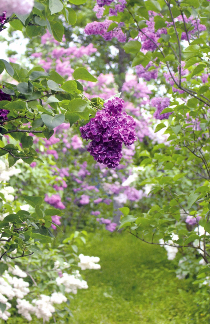 Сирень памяти. 100 сортов "Русской сирени"