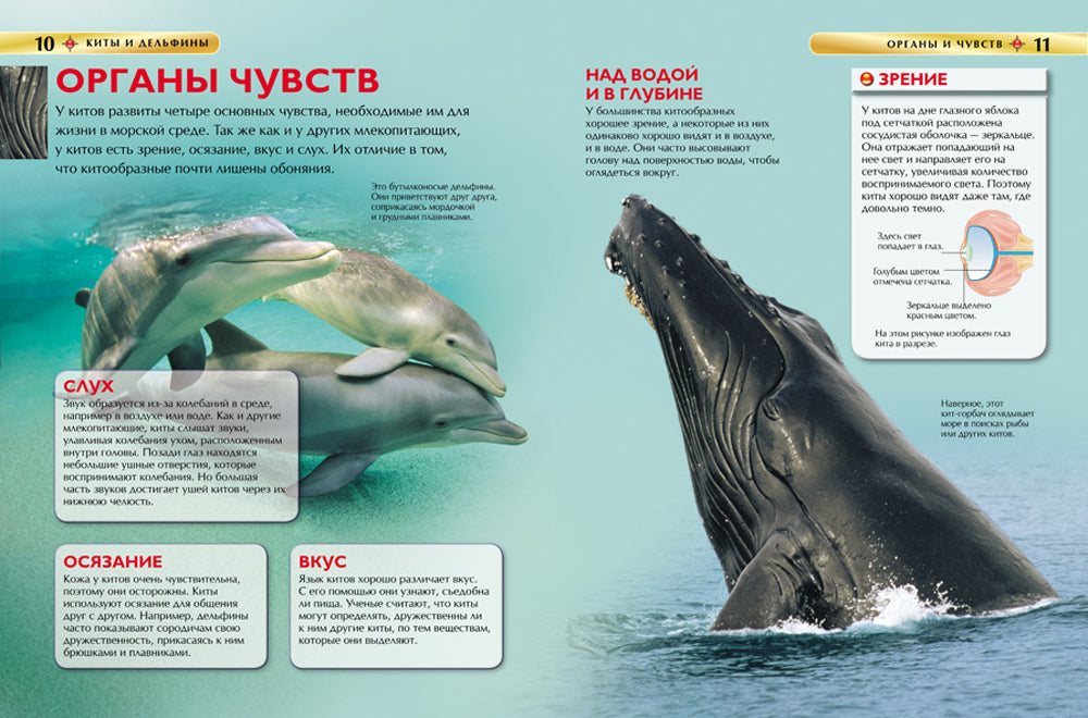 Киты и дельфины. Детская энциклопедия