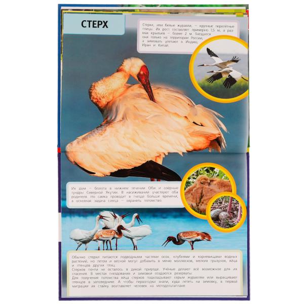 Птицы Красной книги. Н. В. Седова. Энциклопедия с развивающими заданиями. 48 стр. Умка в кор.15шт