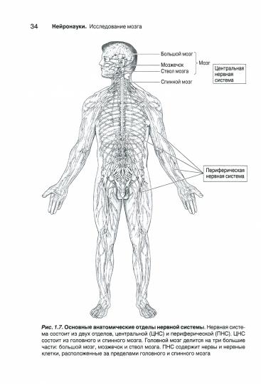 Нейронауки. Исследование мозга. В 3 т. Т. 1. Основы. 4-е изд