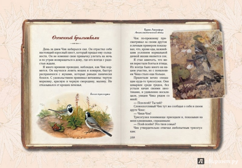 Солнце для кузнечиков. Олеськины рассказы