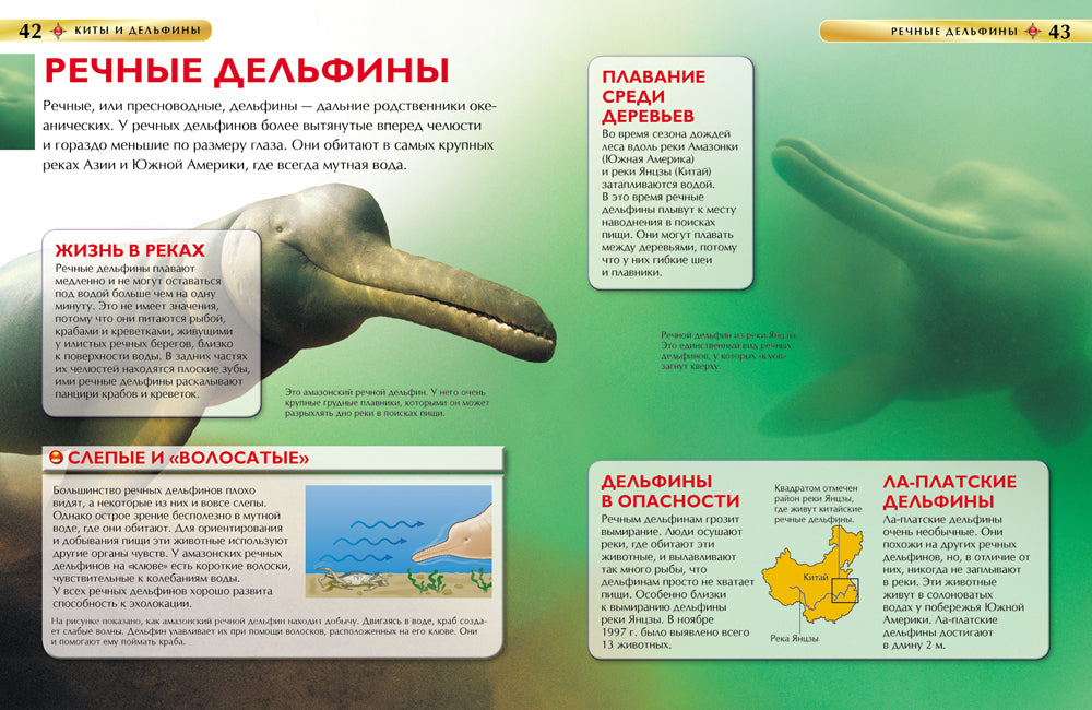 Киты и дельфины. Детская энциклопедия