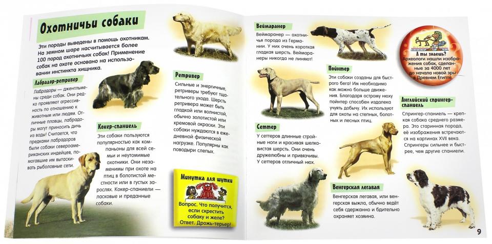 Прикольный подарок/Гав-шоу