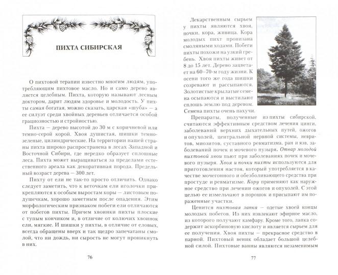 Хвойная аптека. Лесными тропинками - за здоровьем. Еловые, сосновые, кедровые и пихтовые рецепты