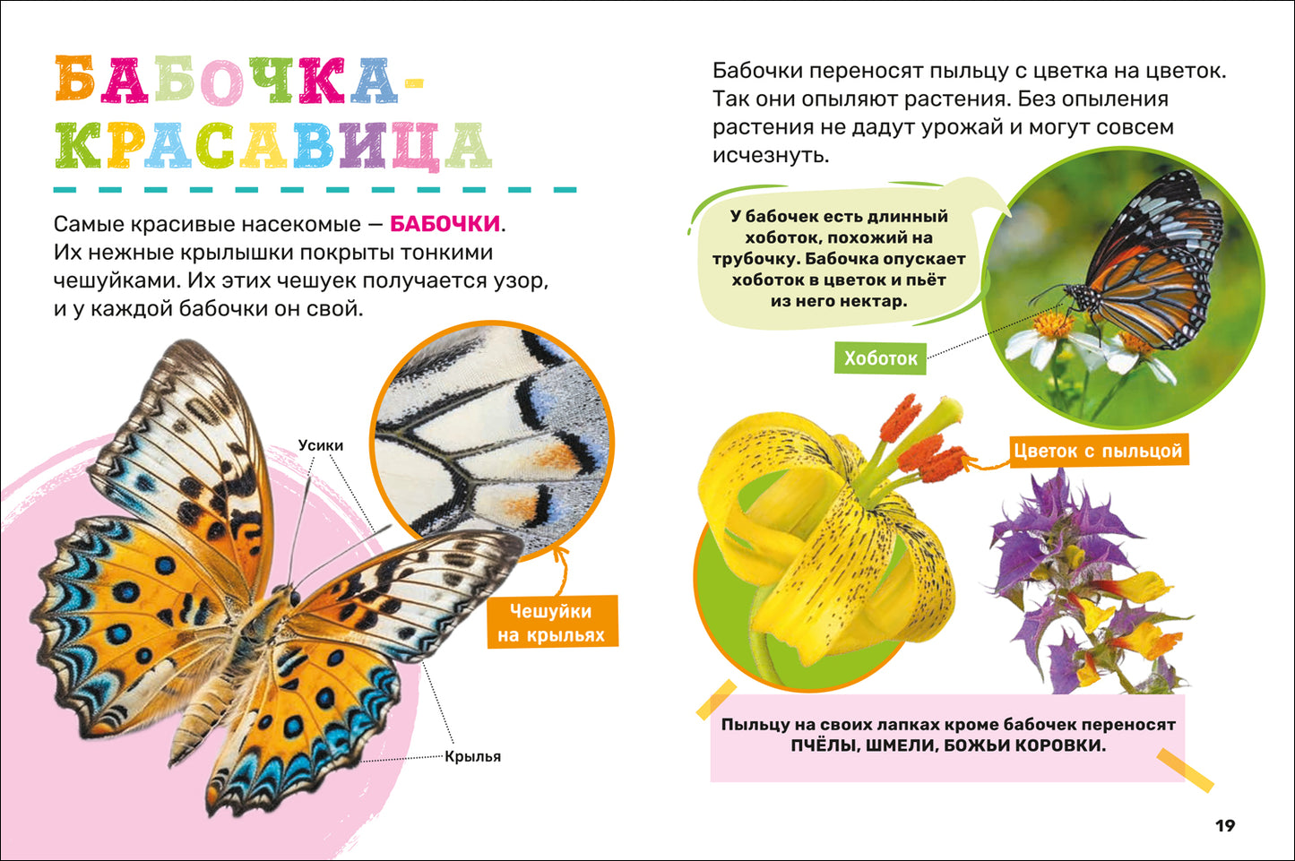 Насекомые. Первая энциклопедия малыша