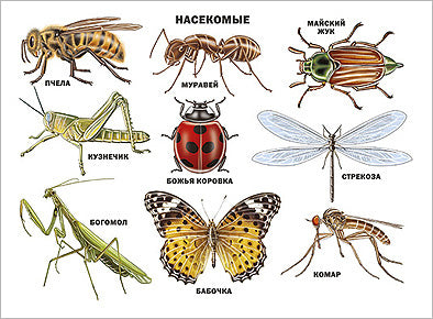 ПЛАКАТ. НАСЕКОМЫЕ