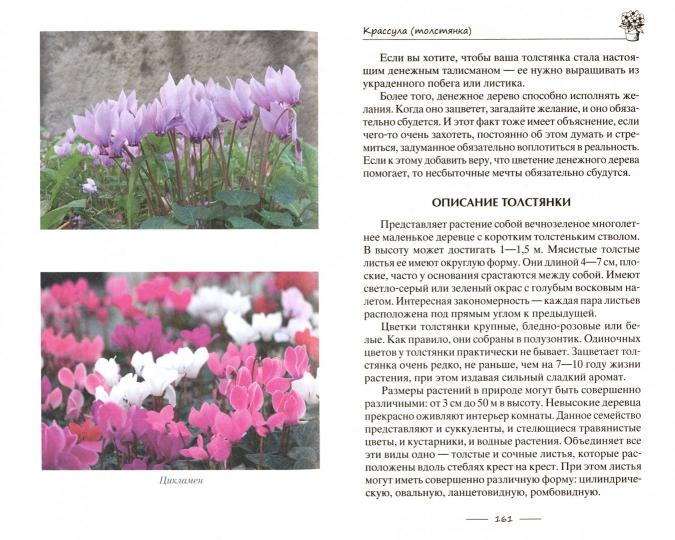 Лечебные комнатные растения. ТОП20 лекарей с вашего подоконника