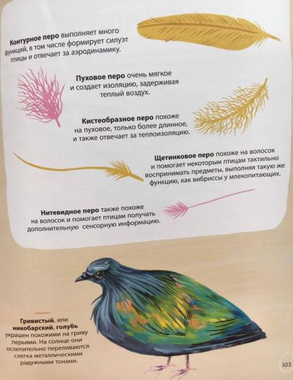 Гнезда, яйца, птицы