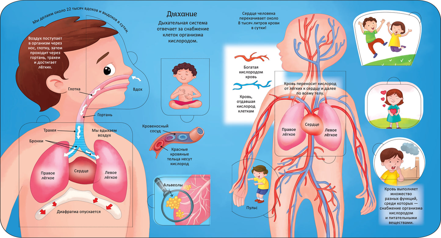Тело человека. Энциклопедия с окошками