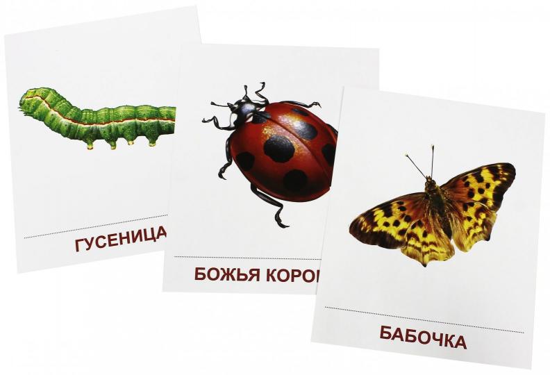 Демонстр. картинки "Насекомые" (173х220мм)