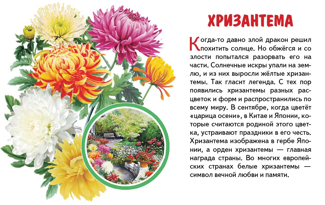 Карточки. Садовые цветы ; Карточки. Садовые цветы