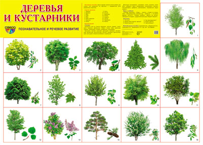 Plaque de démonstration "Деревья и кустарники"