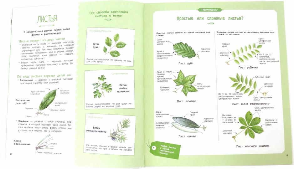 СТР.НонФикшн.Деревья и кустарники