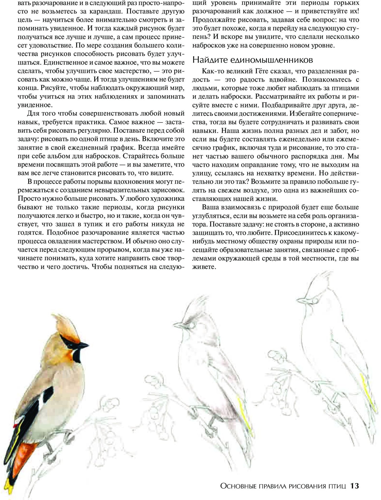 Как рисовать птиц
