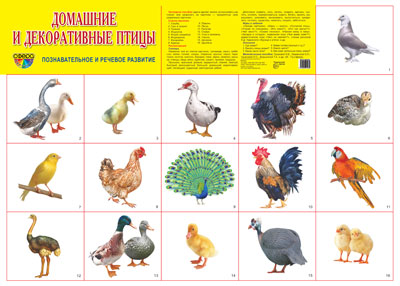 Плакат А2. Домашние и декоративные птицы.