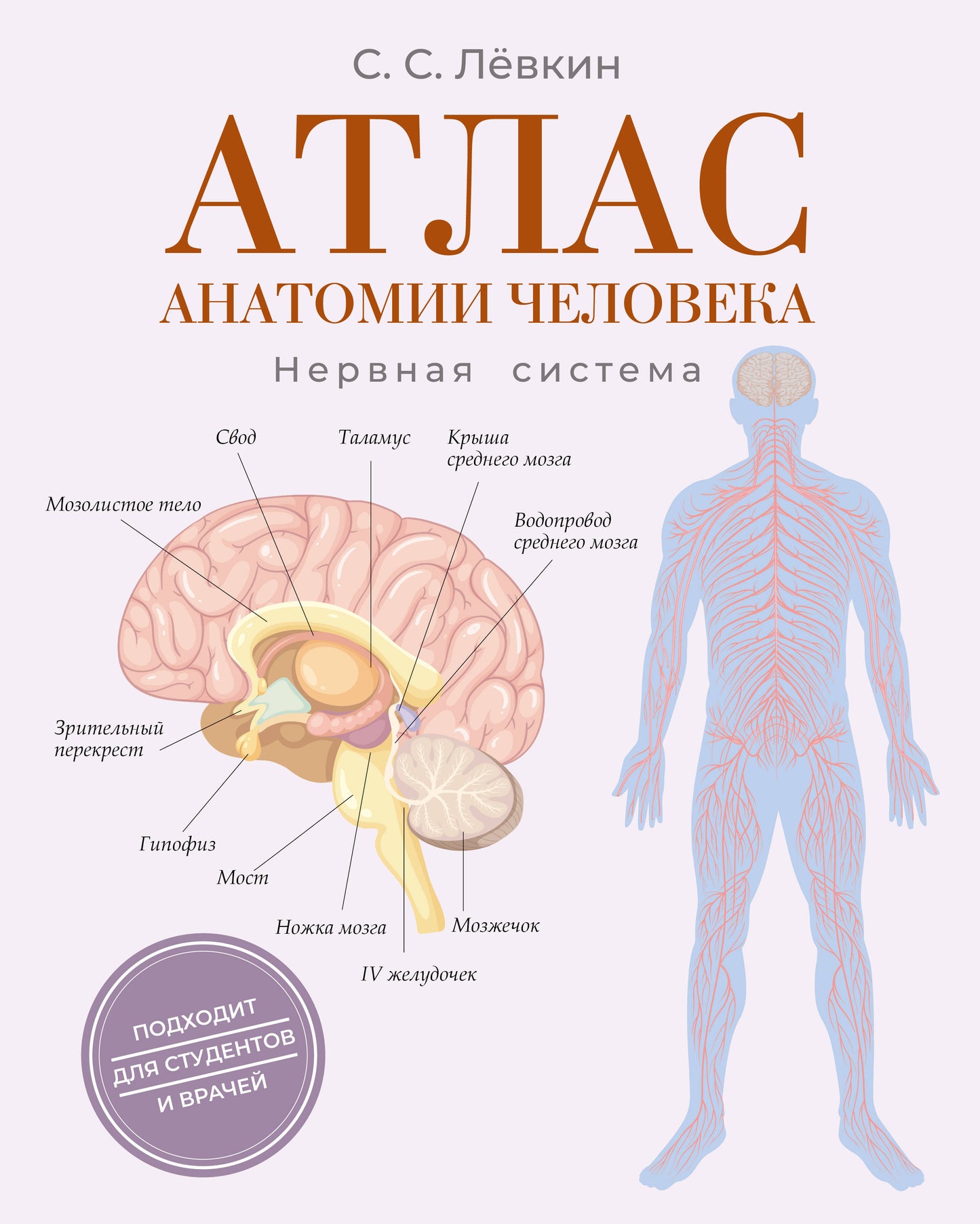 Атлас анатомии человека. Нервная система