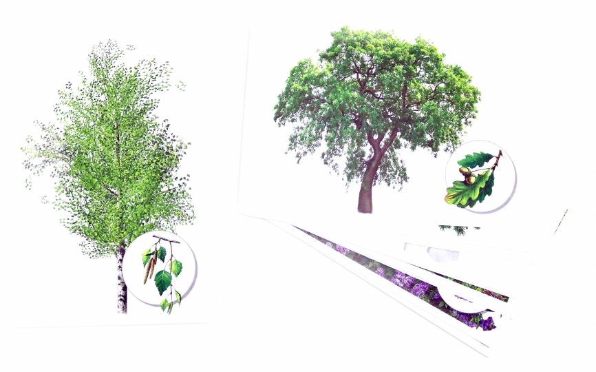 Запоминай слова легко. Цветы, деревья, кусты. 25 карточек с транскрипцией на обороте.