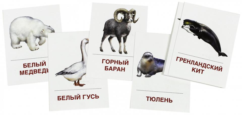 Раздат. карточки "Животные холодных шир" (63х87мм)