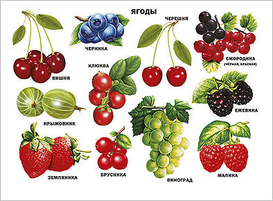 ПЛАКАТ. ЯГОДЫ