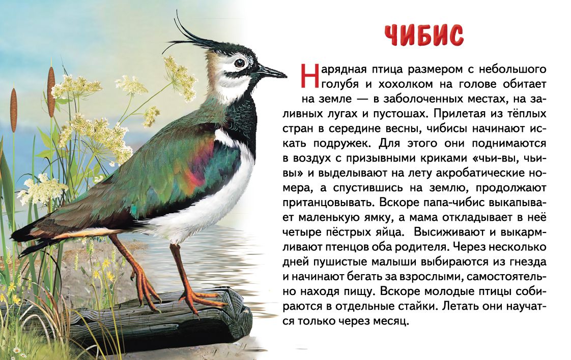 Карточки (европодвес). Перелетные птицы России; Карточки (европодвес). Перелетные птицы России