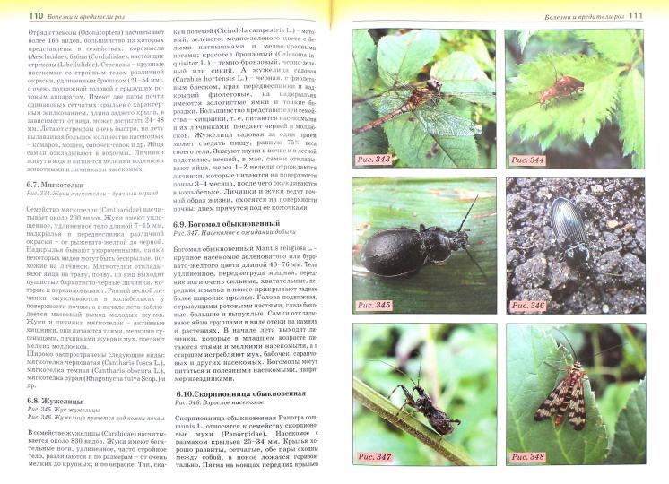 Болезни и вредители роз, хвойных и других декоративных растений. Атлас-определитель