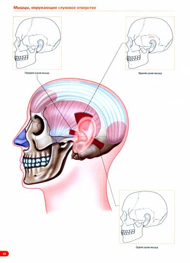 Анатомия мышц: иллюстрированный справочник