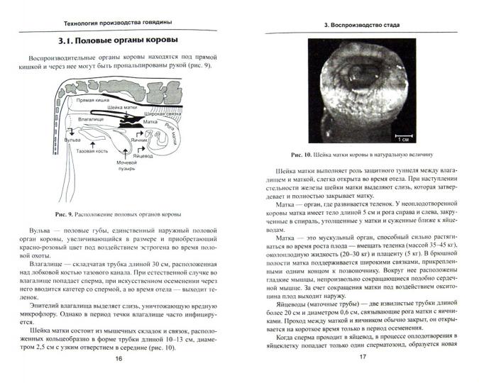 Технология производства говядины: учеб.пособие