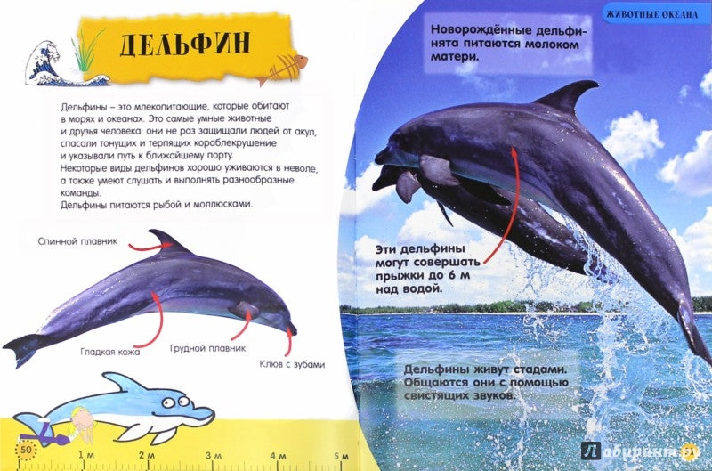 Моя первая книжка. Животные