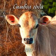 Суждение и рассуждение ребенка