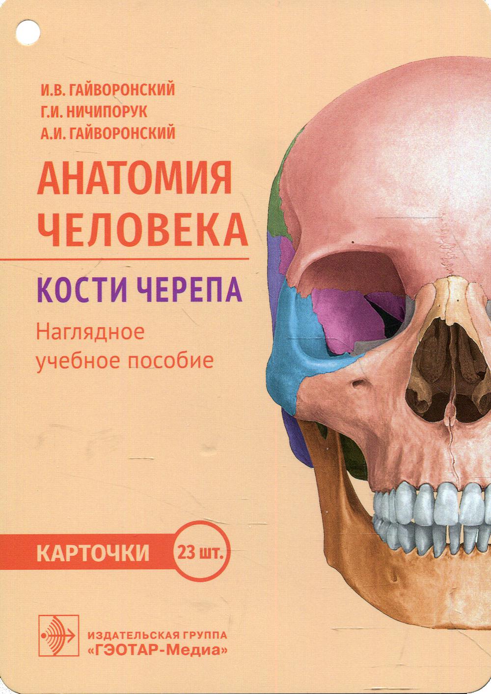 Анатомия человека. Кости черепа. Карточки : наглядное учебное пособие / И. В. Гайворонский, Г. И. Ничипорук, А. И. Гайворонский. — Москва : ГЭОТАР-Медиа, 2022. — 23 двустор. карт. : ил.