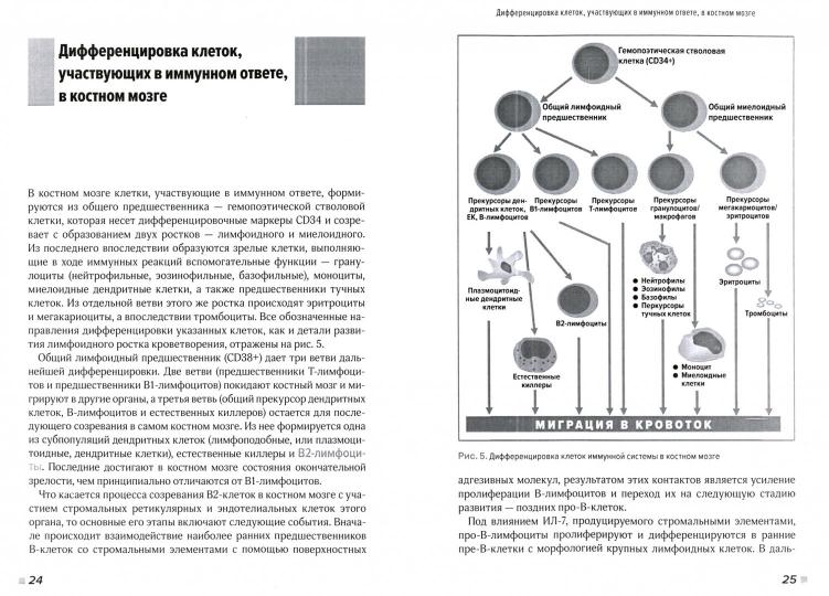 Структурно-функциональная организация иммунной системы. Учебно-методическое пособие