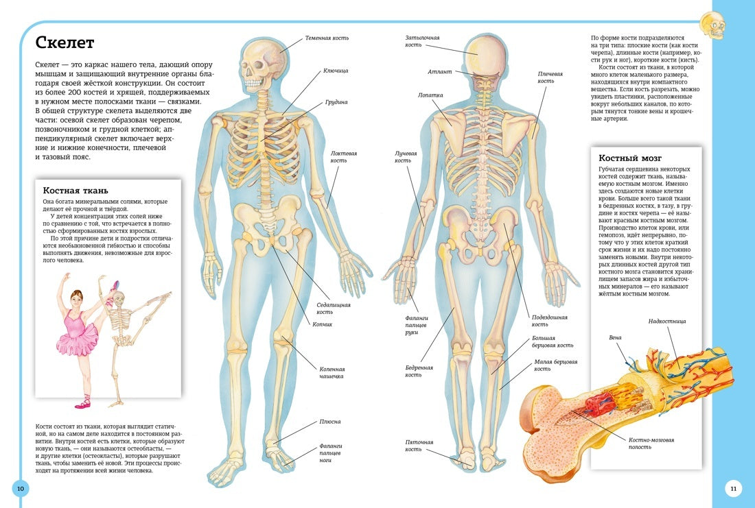 Первый атлас анатомии человека