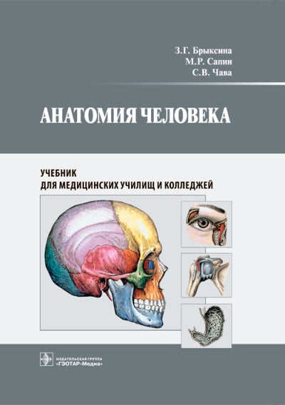 Анатомия человека