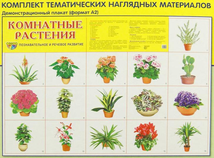 Демонстрационные картинки СУПЕР Комнатные растения.16 демонстр.картинок с текстом. (Сфера картинок)
